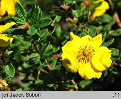 Potentilla parvifolia