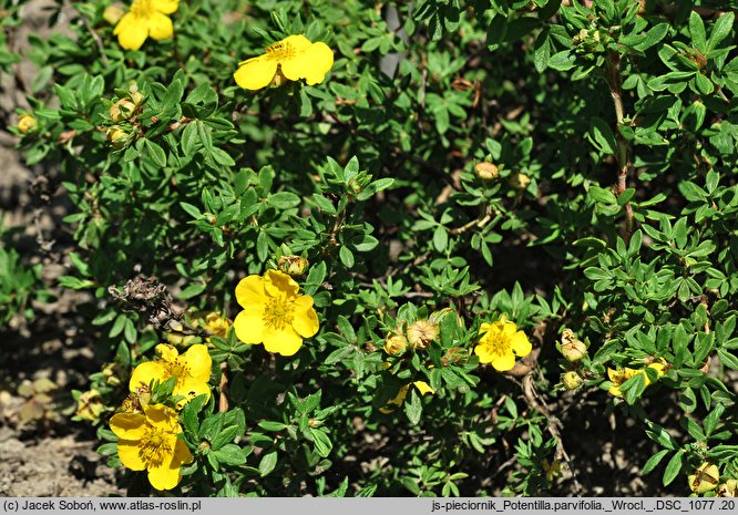 Potentilla parvifolia