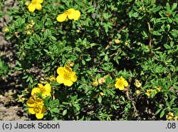 Potentilla parvifolia