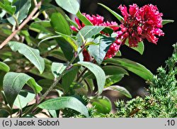 Cestrum elegans (pieczennik wytworny)