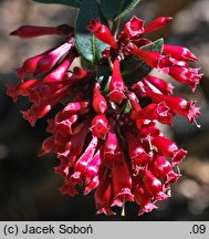 Cestrum elegans (pieczennik wytworny)