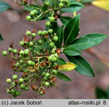 Pieris floribunda (pieris kwiecisty)