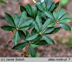 Pieris floribunda (pieris kwiecisty)