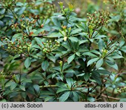 Pieris floribunda (pieris kwiecisty)