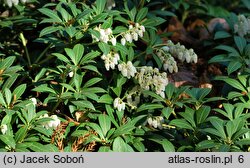 Pieris japonica Fuga