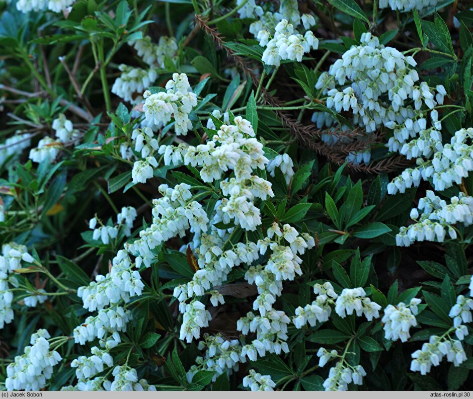 Pieris japonica Prelude