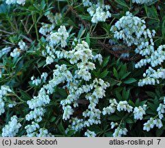 Pieris japonica Prelude