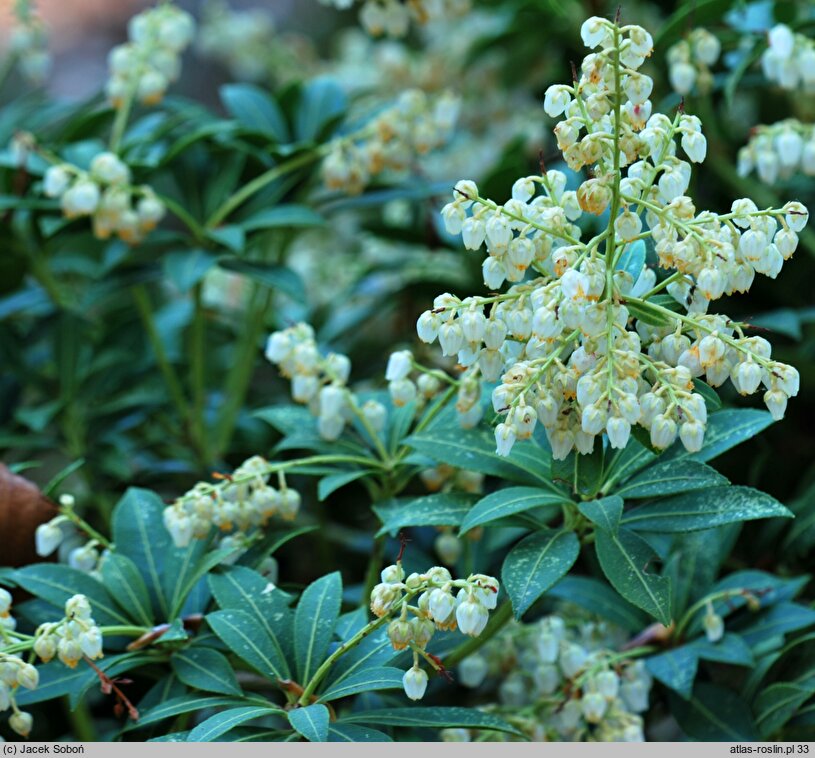 Pieris japonica Purity