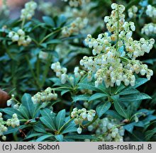 Pieris japonica Purity