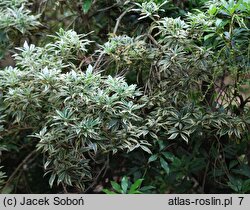 Pieris japonica Variegata