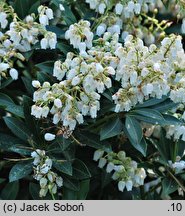 Pieris japonica (pieris japoński)