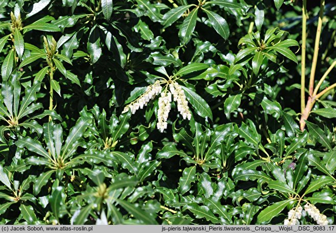 Pieris taiwanensis cv. Crispa (pieris tajwański 'Crispa')
