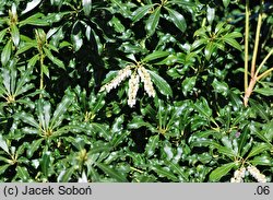 Pieris taiwanensis cv. Crispa (pieris tajwański 'Crispa')