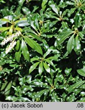 Pieris taiwanensis cv. Crispa (pieris tajwański 'Crispa')