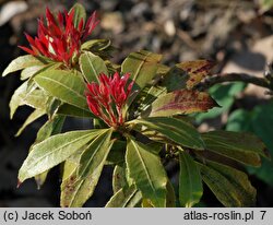 Pieris Mouwsvila