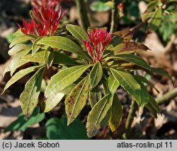 Pieris Mouwsvila