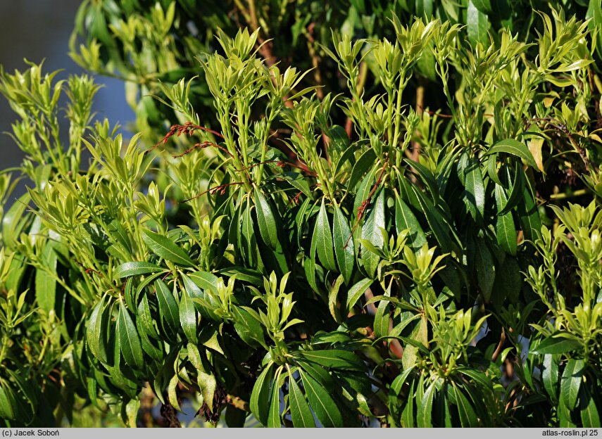 Pieris japonica Crispa