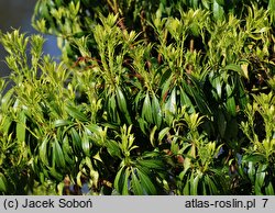 Pieris japonica Crispa