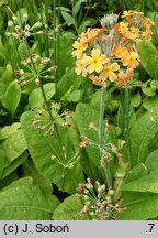 Primula bulleyana (pierwiosnek wianuszkowaty)