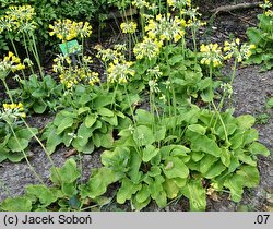 Primula florindae (pierwiosnek Florindy)