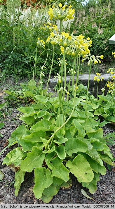 Primula florindae (pierwiosnek Florindy)