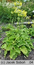 Primula florindae (pierwiosnek Florindy)