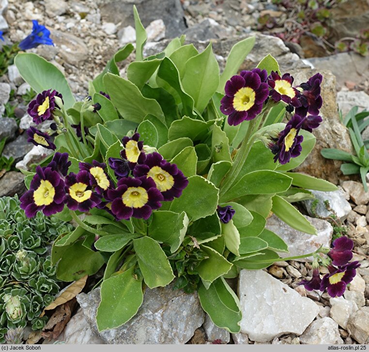 Primula ×pubescens (pierwiosnek omszony)