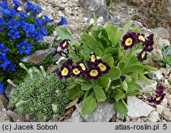 Primula ×pubescens (pierwiosnek omszony)