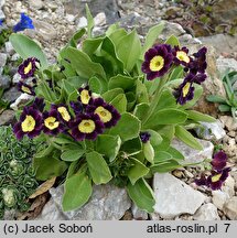 Primula ×pubescens (pierwiosnek omszony)