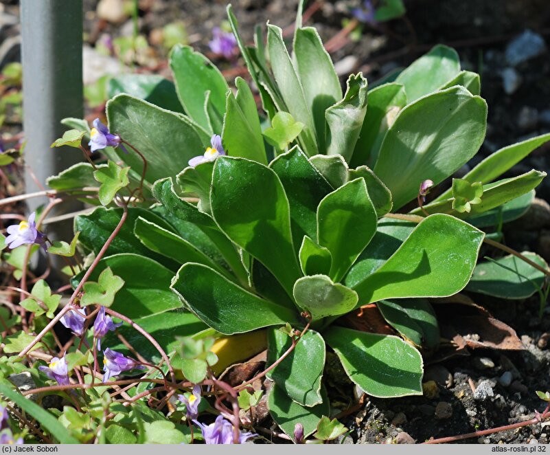 Primula glaucescens