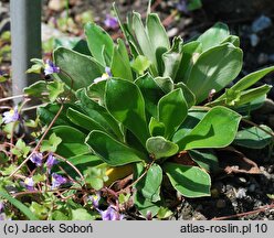 Primula glaucescens