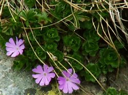 Primula minima