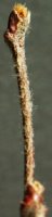 Cydonia oblonga (pigwa pospolita)