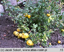 Chaenomeles japonica (pigwowiec japoński)