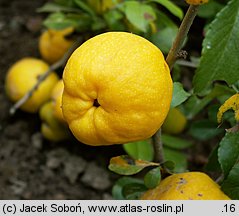 Chaenomeles japonica (pigwowiec japoński)