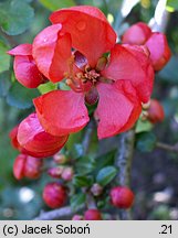 Chaenomeles japonica (pigwowiec japoński)