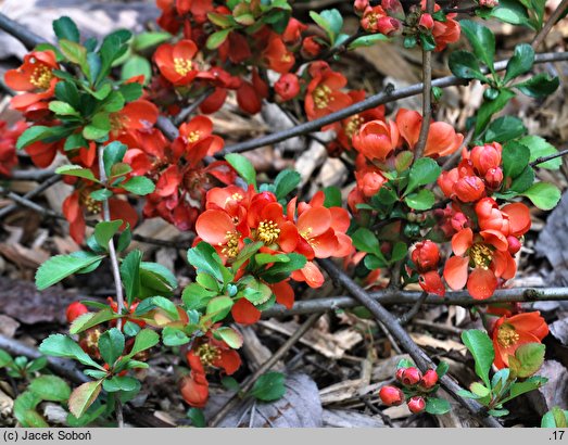 Chaenomeles japonica var. alpina (pigwowiec japoński odm. karłowa)