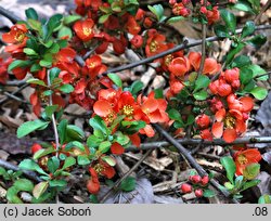 Chaenomeles japonica var. alpina (pigwowiec japoński odm. karłowa)