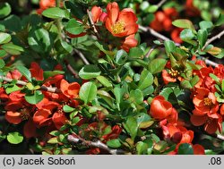 Chaenomeles japonica var. alpina (pigwowiec japoński odm. karłowa)