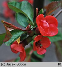 Chaenomeles cathayensis (pigwowiec katajski)