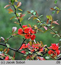 Chaenomeles cathayensis (pigwowiec katajski)