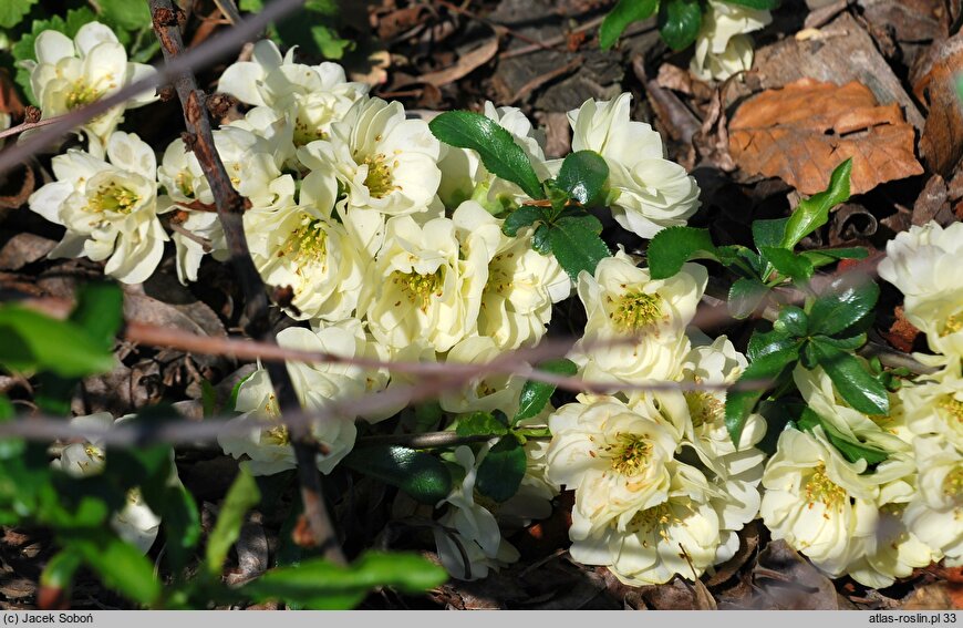 Chaenomeles speciosa Yukigoten