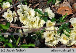 Chaenomeles speciosa Yukigoten