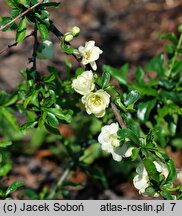 Chaenomeles speciosa Yukigoten