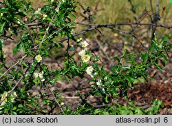 Chaenomeles speciosa Yukigoten