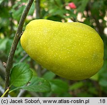 Chaenomeles ×superba (pigwowiec pośredni)