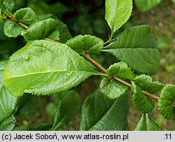 Chaenomeles ×superba (pigwowiec pośredni)