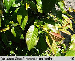 Chaenomeles ×superba (pigwowiec pośredni)