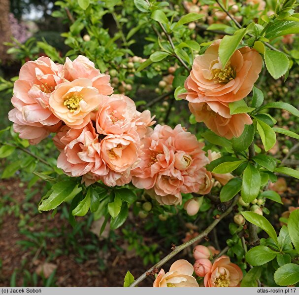 Chaenomeles ×superba Cameo