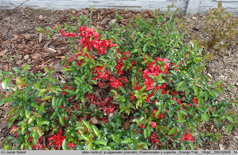 Chaenomeles ×superba Orange Trail